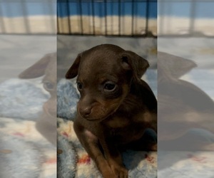 Miniature Pinscher Puppy for sale in SAN BERNARDINO, CA, USA