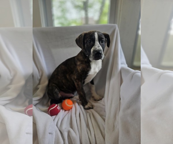 Medium Photo #8 Bulldog-Unknown Mix Puppy For Sale in SHERBURNE, NY, USA