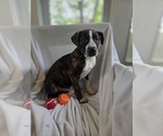 Small #7 Bulldog Mix