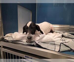 Labrador Retriever Dogs for adoption in Conroe, TX, USA