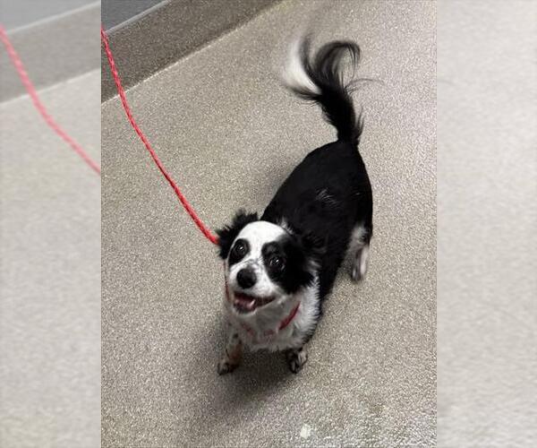 Medium Photo #1 Chihuahua-Unknown Mix Puppy For Sale in Las Vegas, NV, USA