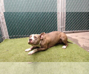 Mutt Dogs for adoption in Downey, CA, USA