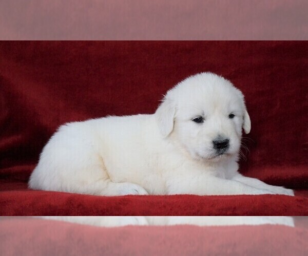 Medium Photo #3 English Cream Golden Retriever Puppy For Sale in FREDERICKSBG, OH, USA