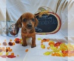 Small Photo #7 Dachshund Puppy For Sale in LADY LAKE, FL, USA