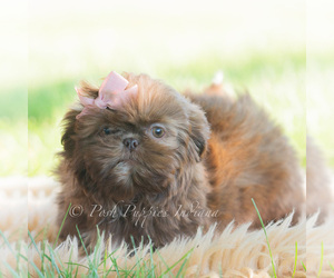 Medium Shih Tzu