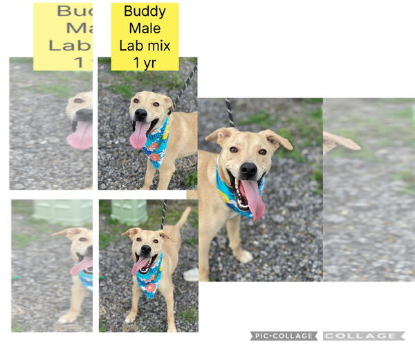 Medium Photo #2 Labrador Retriever-Unknown Mix Puppy For Sale in Oakhurst, NJ, USA