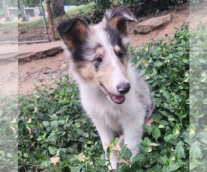 Collie Puppy for sale in NEVADA, MO, USA