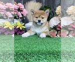 Small #1 Shiba Inu