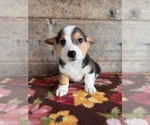Small #9 Pembroke Welsh Corgi