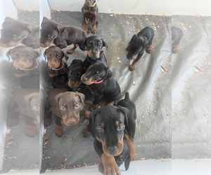 Doberman Pinscher Puppy for sale in ERIE, MI, USA