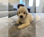 Small Photo #3 Golden Retriever Puppy For Sale in SURGOINSVILLE, TN, USA