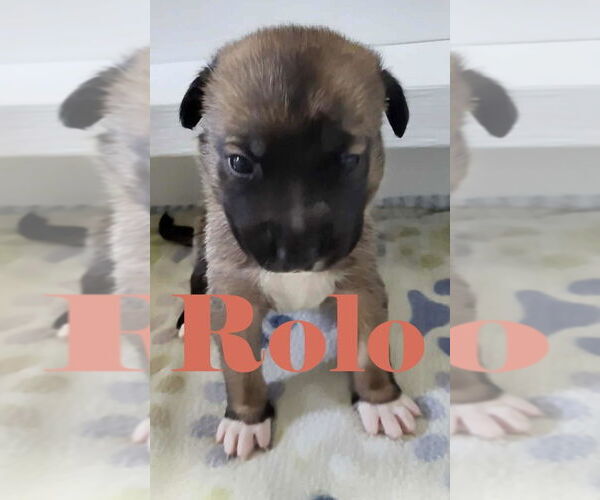 Medium Photo #9 German Shepherd Dog-Unknown Mix Puppy For Sale in Imlay City, MI, USA
