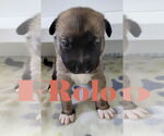 Small #8 German Shepherd Dog Mix