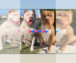 American Bully Dogs for adoption in LATHROP, CA, USA