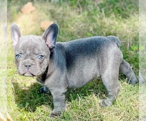 French Bulldog Puppy for Sale in LAKE STEVENS, Washington USA