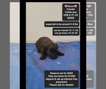 Image preview for Ad Listing. Nickname: Storm