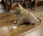 Small Photo #20 Shiba Inu Puppy For Sale in SCHUYLKILL HAVEN, PA, USA