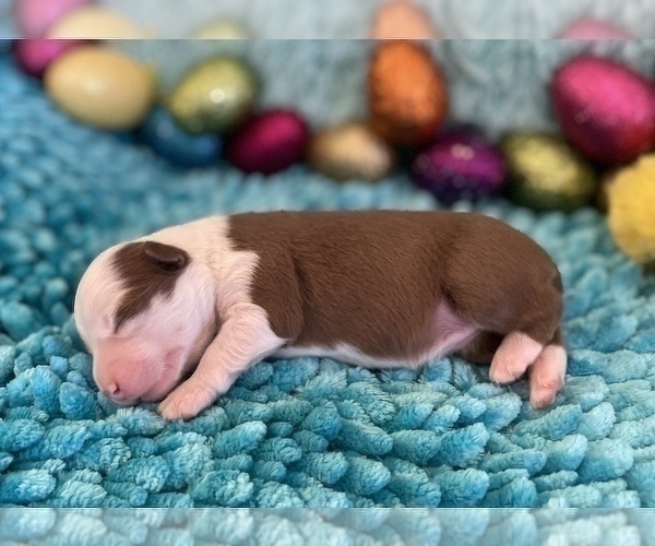 Medium Photo #2 Miniature Australian Shepherd Puppy For Sale in BOUSE, AZ, USA