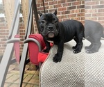 Small #4 American Bully