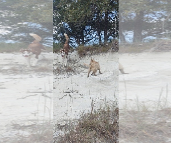 Medium Photo #7 Siberian Husky Puppy For Sale in CARMINE, TX, USA