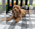 Small #2 Goldendoodle (Miniature)