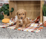 Small #2 Poodle (Miniature)
