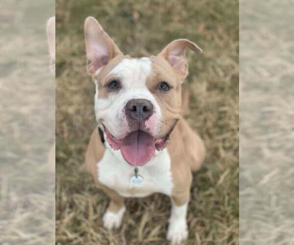 Medium Photo #4 American Pit Bull Terrier Puppy For Sale in Rockville, MD, USA