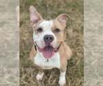 Small #3 American Pit Bull Terrier