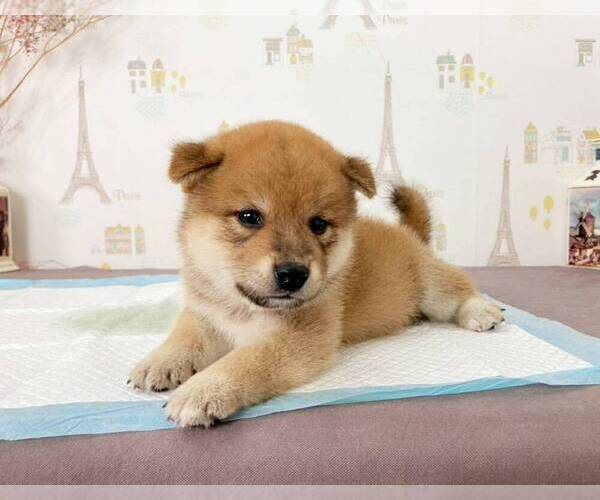 Medium Photo #3 Shiba Inu Puppy For Sale in DALLAS, TX, USA