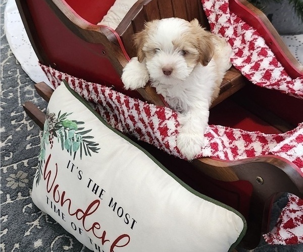 Medium Photo #7 Havanese Puppy For Sale in ALBION, PA, USA