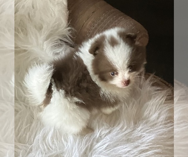 Medium Photo #2 Pomeranian Puppy For Sale in NORTH RICHLAND HILLS, TX, USA