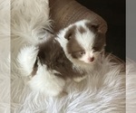 Small #1 Pomeranian