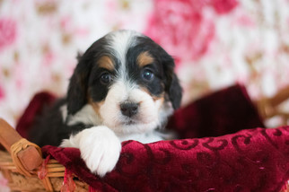 Bernedoodle Puppy for sale in CUYAHOGA FALLS, OH, USA