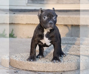 American Bully Puppy for sale in CHAMPAIGN, IL, USA