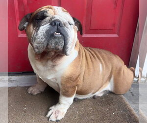 Bulldog Dogs for adoption in Brights Grove, Ontario, Canada