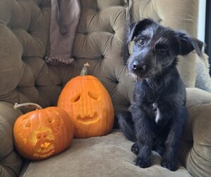 Betula - Female Rat Terrier-Whoodle Mix Puppy for Sale