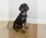 Small Photo #3 Doberman Pinscher Puppy For Sale in LOS ANGELES, CA, USA