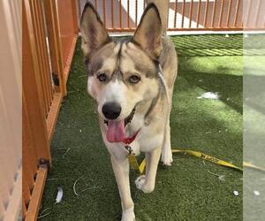 *REESE - Male Siberian Husky-Unknown Mix Dog for Adoption - Photo #2