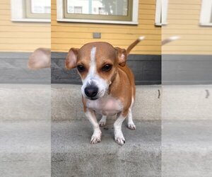 Jack Russell Terrier-Parson Russell Terrier Mix Dogs for adoption in Lake Elsinore, CA, USA