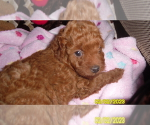 Poodle (Toy) Puppy for sale in DULUTH, GA, USA
