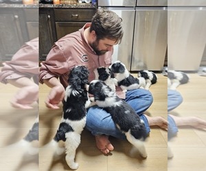 Bernedoodle (Miniature) Puppy for sale in GEORGETOWN, SC, USA