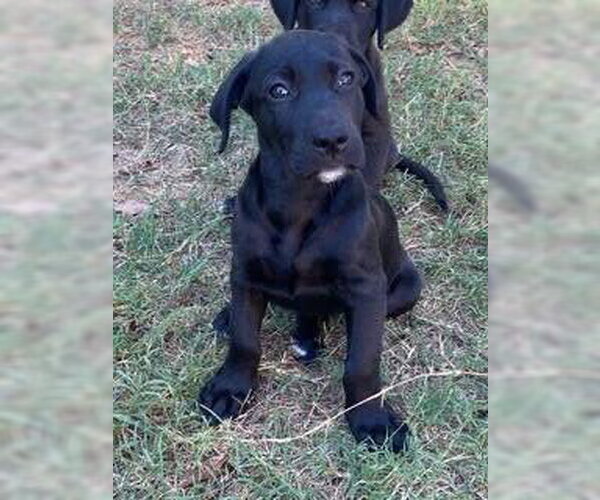 Medium Photo #3 Labrador Retriever-Unknown Mix Puppy For Sale in Alexander, AR, USA
