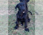 Small #2 Labrador Retriever Mix
