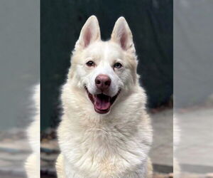 Siberian Husky Dogs for adoption in Matawan, NJ, USA