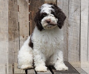 Cocker Spaniel-Poodle (Miniature) Mix Puppy for sale in FREDERICKSBG, OH, USA