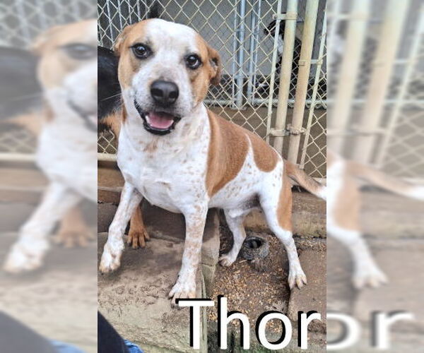 Medium Photo #2 Red Heeler-Staffordshire Bull Terrier Mix Puppy For Sale in Mountain View, AR, USA