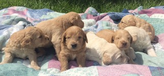 Labradoodle Puppy for sale in PLANT CITY, FL, USA
