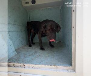 Chinese Shar-Pei-Chow Chow Mix Dogs for adoption in Ocala, FL, USA