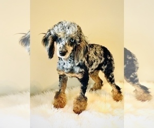 Father of the Miniature Australian Shepherd-Poodle (Standard) Mix puppies born on 07/10/2022