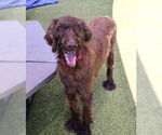 Small #6 Poodle (Standard) Mix